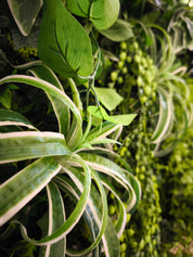 Plant Frame „Bogotá“ - Tropisches Pflanzenbild mit üppigem Grün