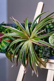 Plant Frame „Borneo“ - Künstliches Pflanzenbild im Jungle-Design aus Realtouch-Kunstpflanzen