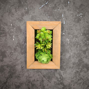 Frontalansicht eines kleinen Greendecors Tiny Frame mit künstlichen Sukkulenten im Naturholzrahmen, montiert an einer dunkelgrauen strukturierten Wand