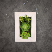 Frontalansicht Tiny Frame mit künstlichen Sukkulenten im weißen Holzrahmen, montiert an einer dunkelgrauen strukturierten Wand