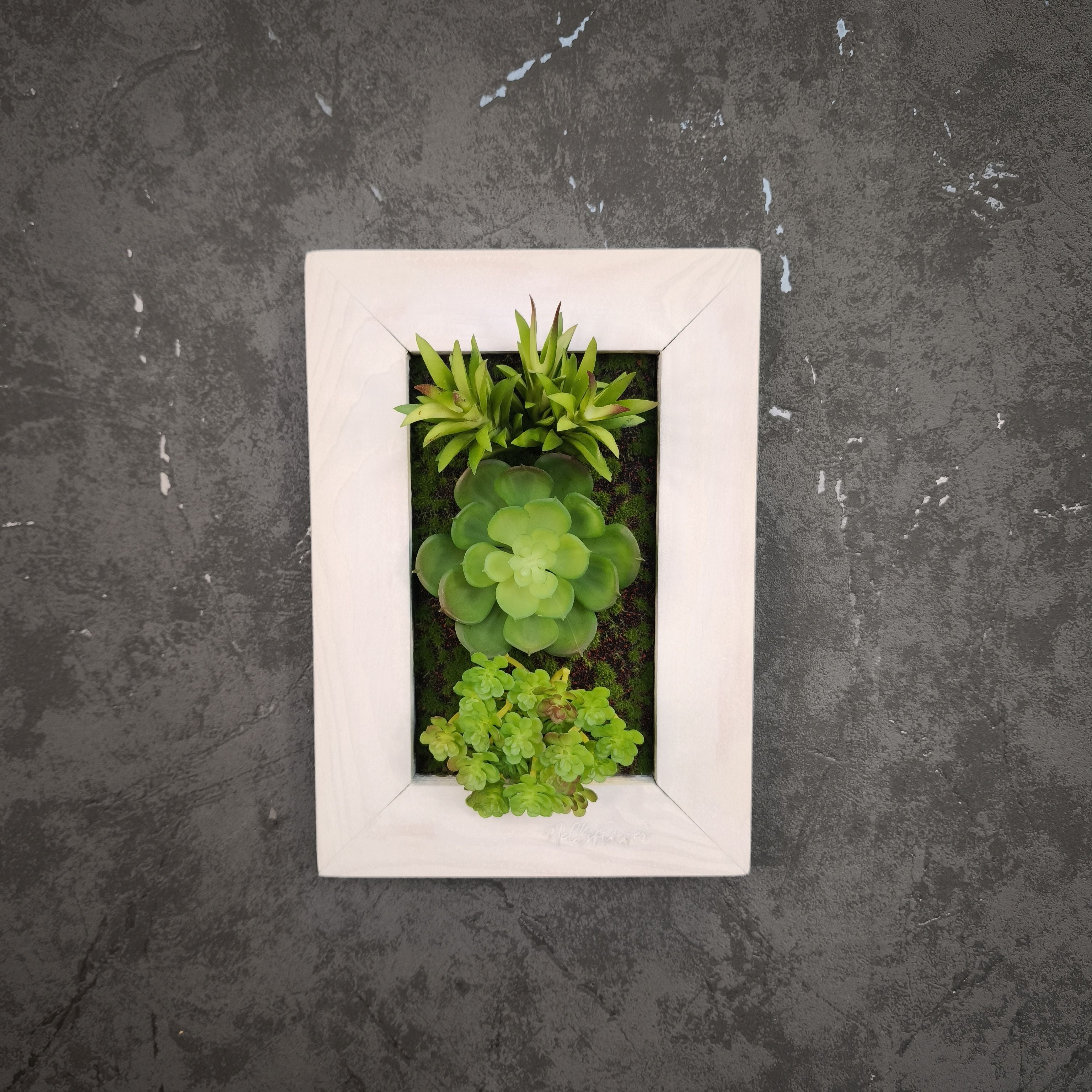 Frontalansicht Tiny Frame mit künstlichen Sukkulenten im weißen Holzrahmen, montiert an einer dunkelgrauen strukturierten Wand