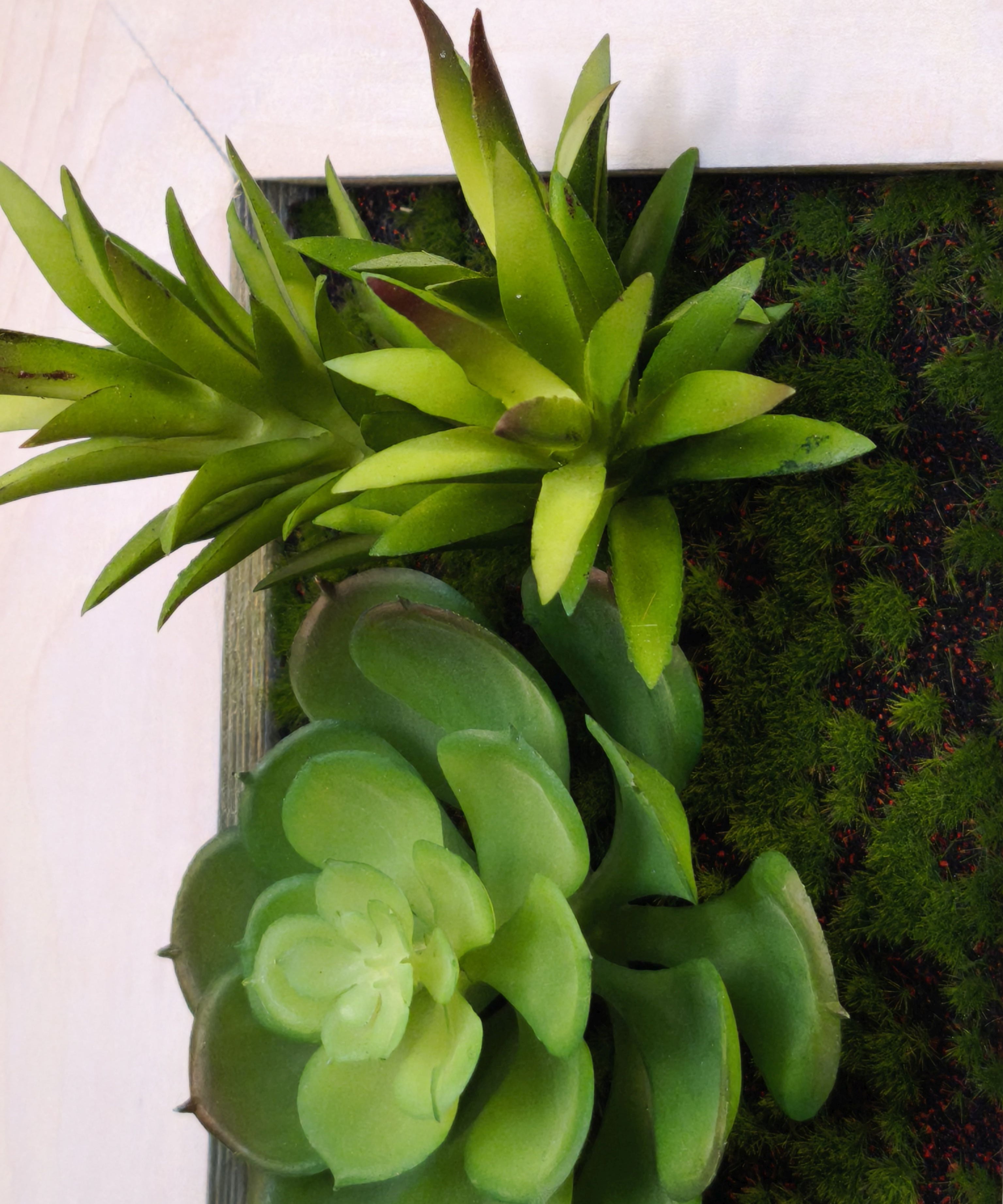 Nahe Detailaufnahme Tiny Frame im weißen Rahmen, mit künstlichen Sukkulenten und Moosstrukturen 