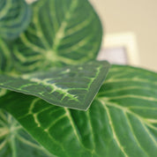 Anthurium clarinervium | Künstliche Dekopflanze für moderne Wohnraumdekoration