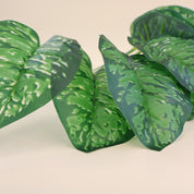 Makroaufnahme der Blätter einer künstlichen Aglaonema mit dunkelgrünen Blatträndern und hellgrüner Marmorierung. Die Nahaufnahme zeigt die detailreiche Blattzeichnung, die natürliche Farbgebung und die hochwertige Verarbeitung der Kunstpflanze. Die realistische Optik macht die dekorative Blattschmuckpflanze ideal für Vasen, Gestecke und moderne Wohnraumdekorationen.