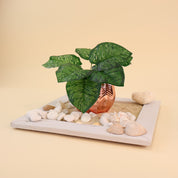 Künstliche Aglaonema mit dunkelgrünen Blättern und hellgrüner Marmorierung dekorativ in einer kupferfarbenen Vase arrangiert. Weiße Kieselsteine, Muscheln und Sand auf einem weißen Tablett verleihen dem Arrangement eine maritime und moderne Optik. Die detailreiche Blattstruktur und die natürliche Farbgebung machen die Kunstpflanze ideal für Vasen, Regaldekorationen und stilvolle Wohnraumbegrünungen.