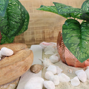 Makroaufnahme einer künstlichen Aglaonema mit dunkelgrünen Blättern und hellgrüner Marmorierung in einem maritimen Dekorationsarrangement. Weiße Kieselsteine, Sand, Muscheln, eine kupferfarbene Vase und natürliche Holzelemente ergänzen die Szene. Die Nahaufnahme betont die detailreiche Blattstruktur, die natürliche Farbgebung und die hochwertige Verarbeitung der Kunstpflanze für stilvolle Wohnraumdekorationen