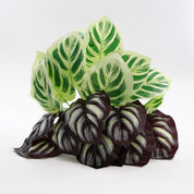 Calathea Yellow Fusion | Künstliche Zimmerpflanze für moderne Wohnraumdekoration