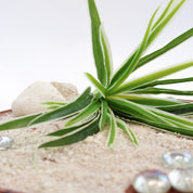 Künstliche Graspflanze mit langen, schmalen Blättern in Grün und Cremeweiß auf hellem Dekosand arrangiert. Natursteine und Glasdekosteine ergänzen die moderne, natürliche Präsentation der Kunstpflanze.