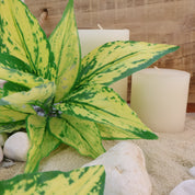 Dieffenbachia seguine `Vesuvius` | Künstliche Dekopflanze für moderne Wohnraumdekoration