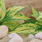 Dieffenbachia seguine `Vesuvius` | Künstliche Dekopflanze für moderne Wohnraumdekoration