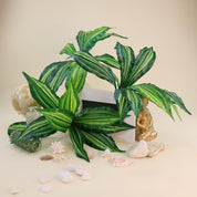 Calathea 'Beauty Star' | Künstliche Dekopflanze für moderne Wohnraumdekoration