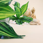 Calathea 'Beauty Star' | Künstliche Dekopflanze für moderne Wohnraumdekoration