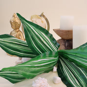 Calathea vittata | Künstliche Dekopflanze für moderne Wohnraumdekoration