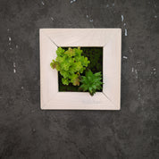 TinyFrame Pflanzenbild mit künstl. Sukkulenten im weißen Holzrahmen