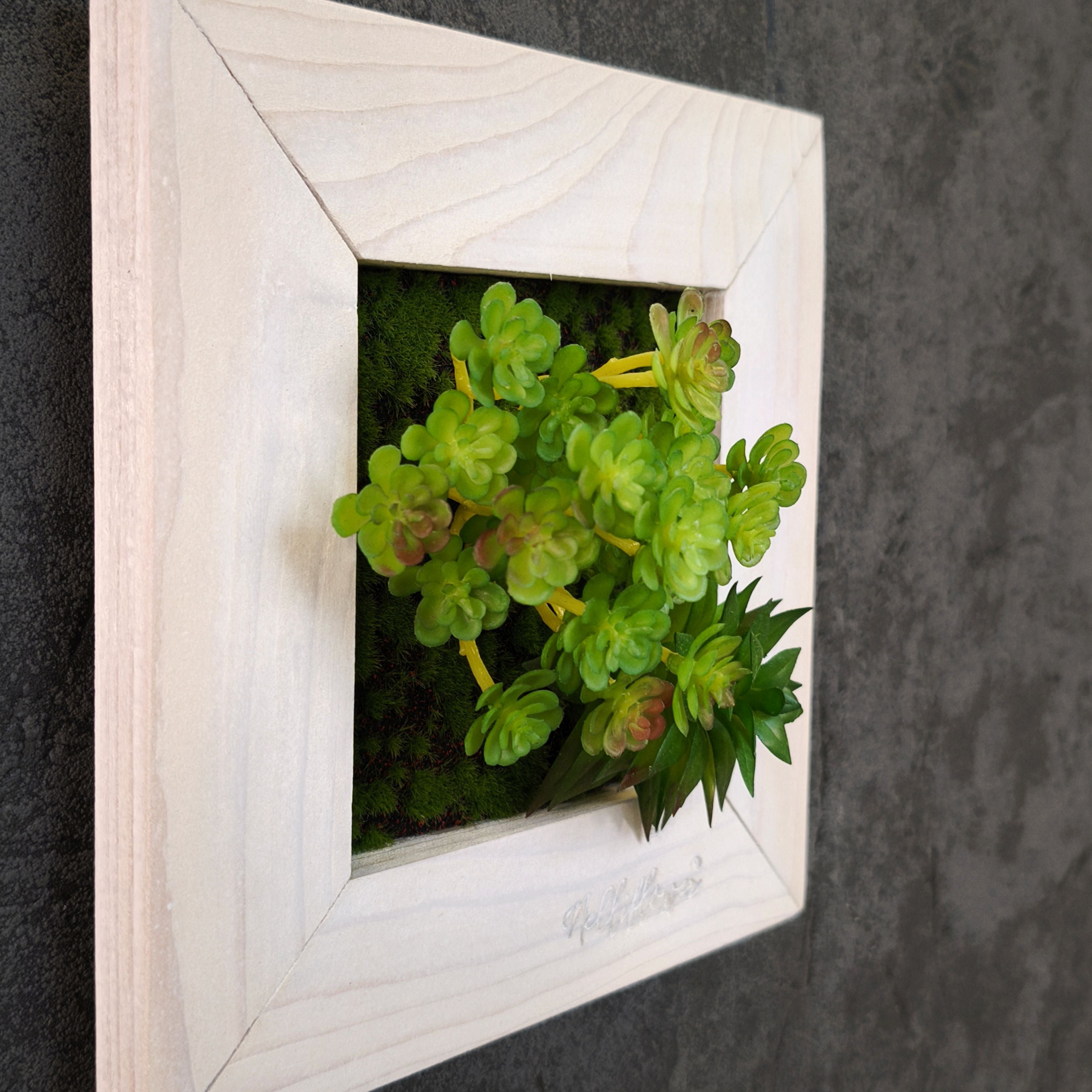 TinyFrame Solana im weißen Holzrahmen, Nahaufnahme mit künstl. Sukkulenten.