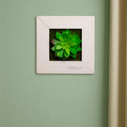 Quadratisches Sukkulentenbild mit Moos im weißen Holzrahmen