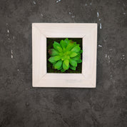 TinyFrame mit einzelner künstl. Sukkulente im weißen Holzrahmen