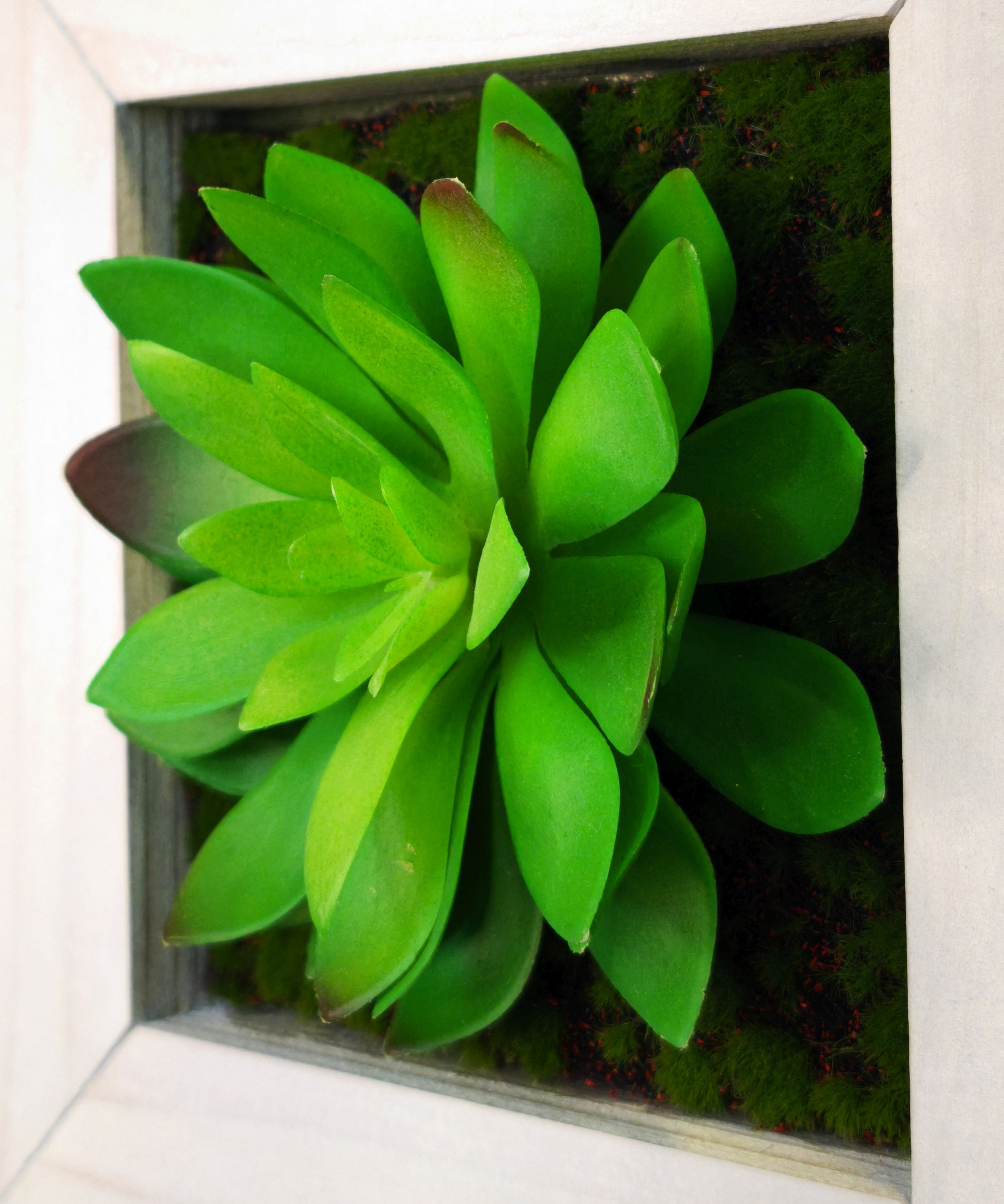 TinyFrame Solana Nahaufnahme mit künstlicher Sukkulente im weißen Holzrahmen