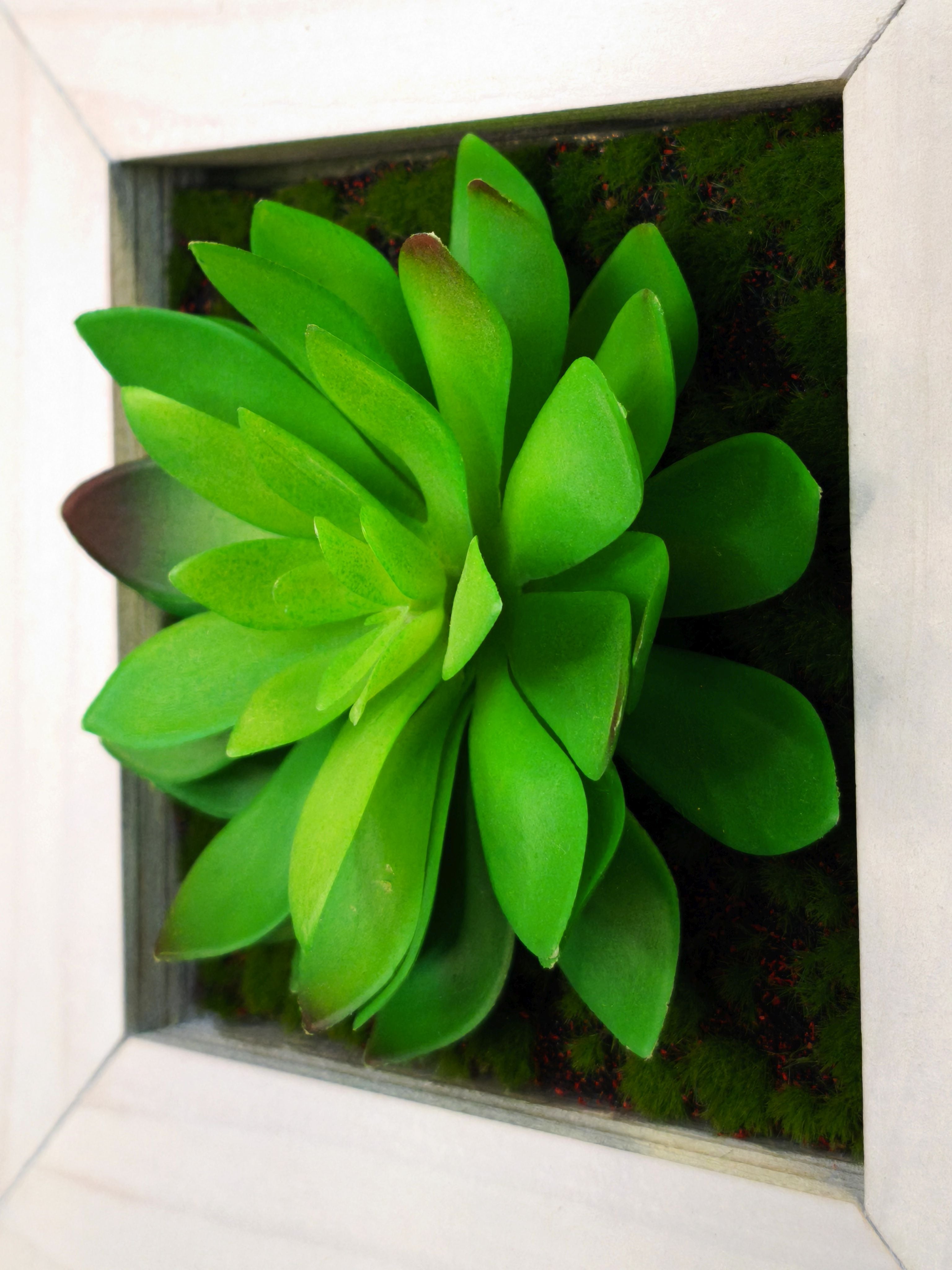 TinyFrame Solana Nahaufnahme mit künstlicher Sukkulente im weißen Holzrahmen