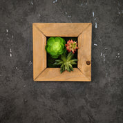 Kleines Pflanzenbild mit drei Sukkulenten im braunen Holzrahmen