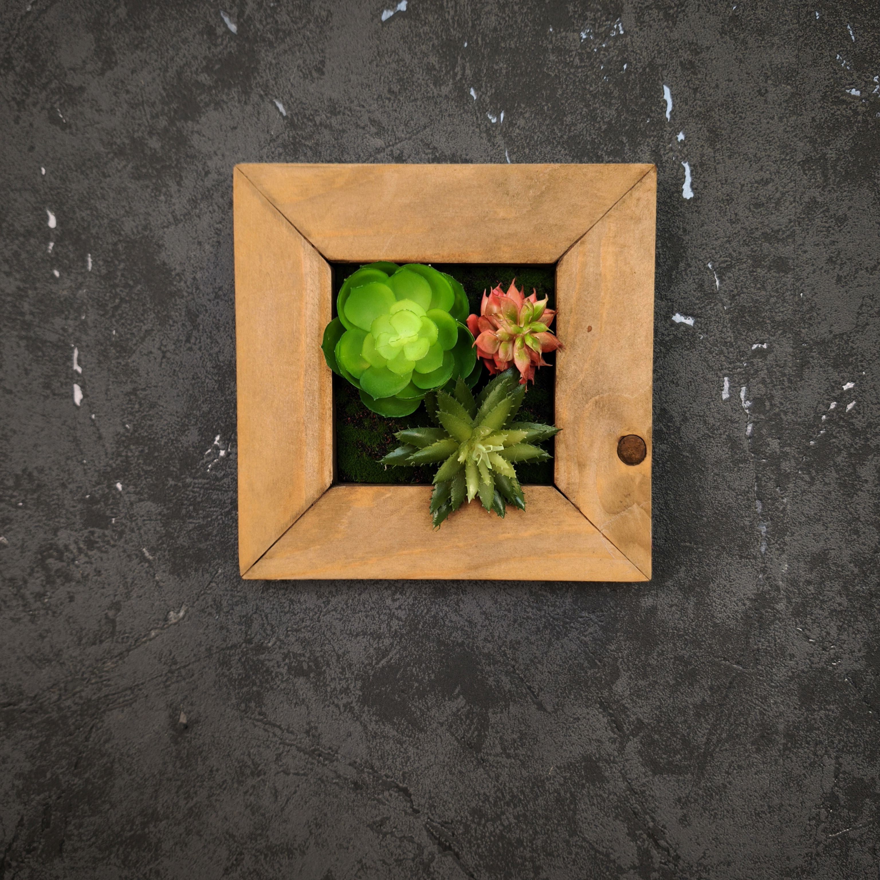 Kleines Pflanzenbild mit drei Sukkulenten im braunen Holzrahmen