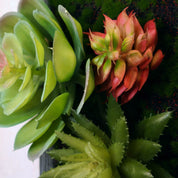 Nahaufnahme Produktdetail künstlicher Sukkulenten in grün und rot