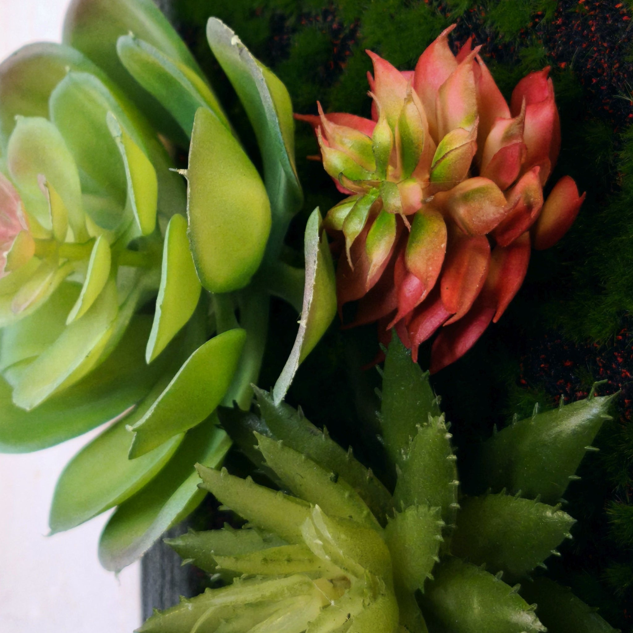 Nahaufnahme Produktdetail künstlicher Sukkulenten in grün und rot