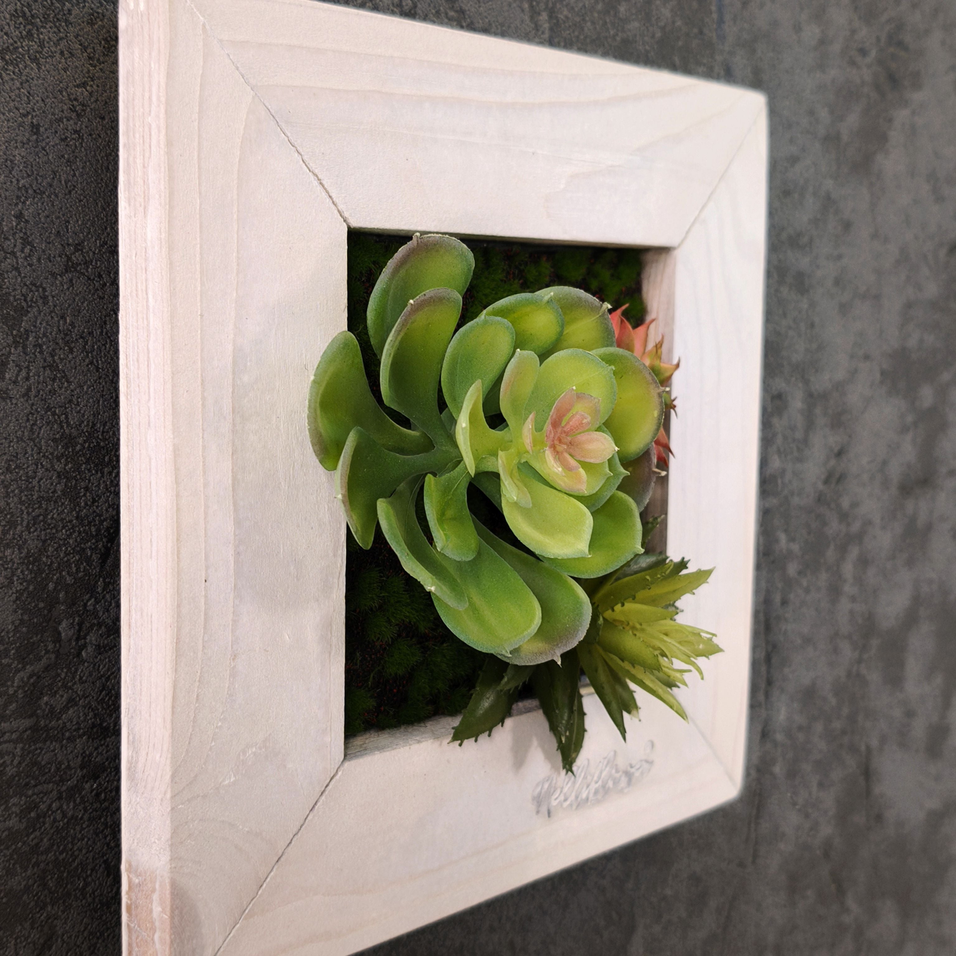 TinyFrame mit künstl. Sukkulenten im weißen Holzrahmen an Betonwand