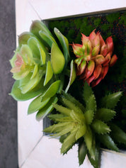 Nahaufnahme TinyFrame mit Sukkulenten im weißen Holzrahmen