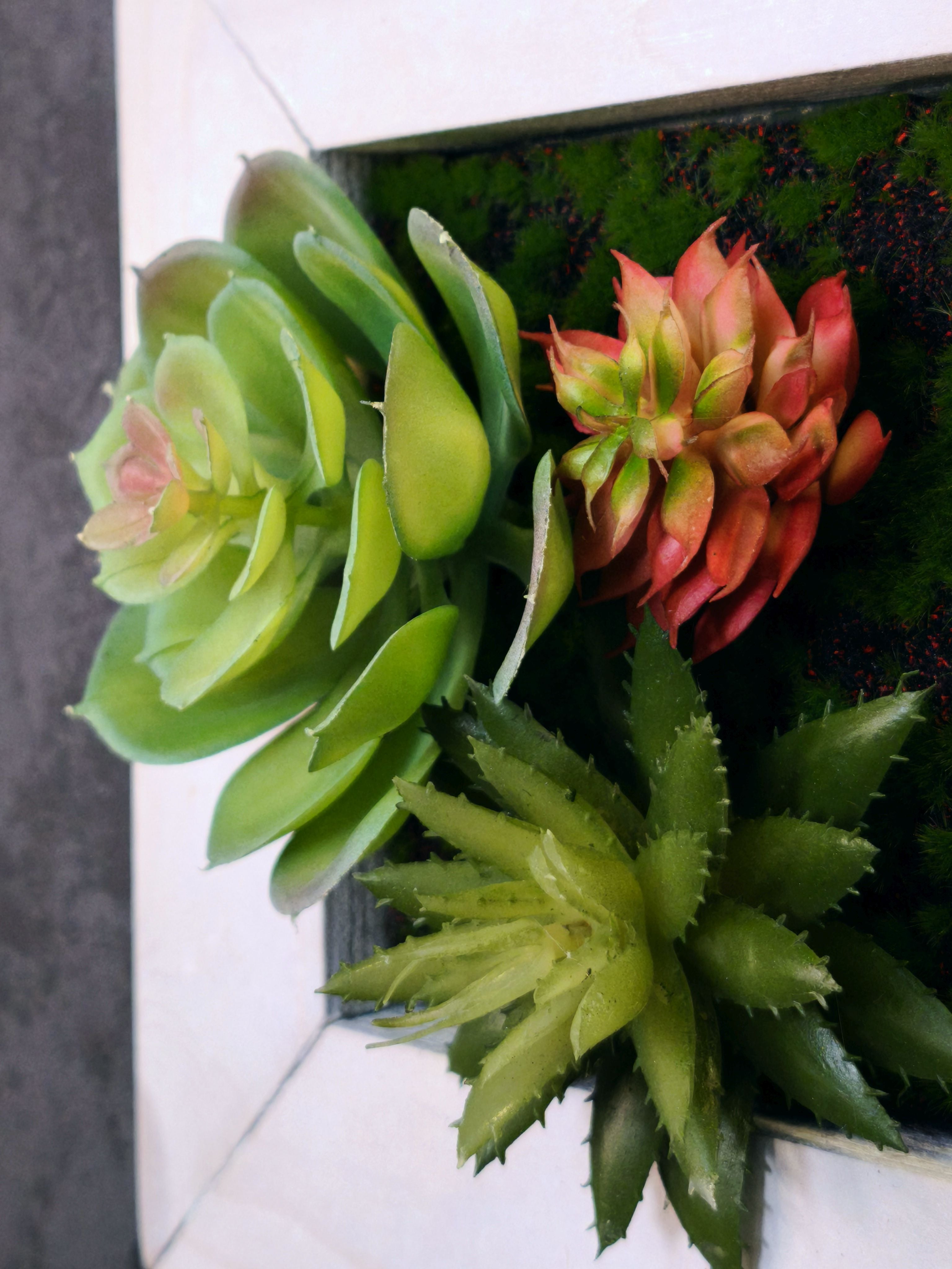 Nahaufnahme TinyFrame mit Sukkulenten im weißen Holzrahmen