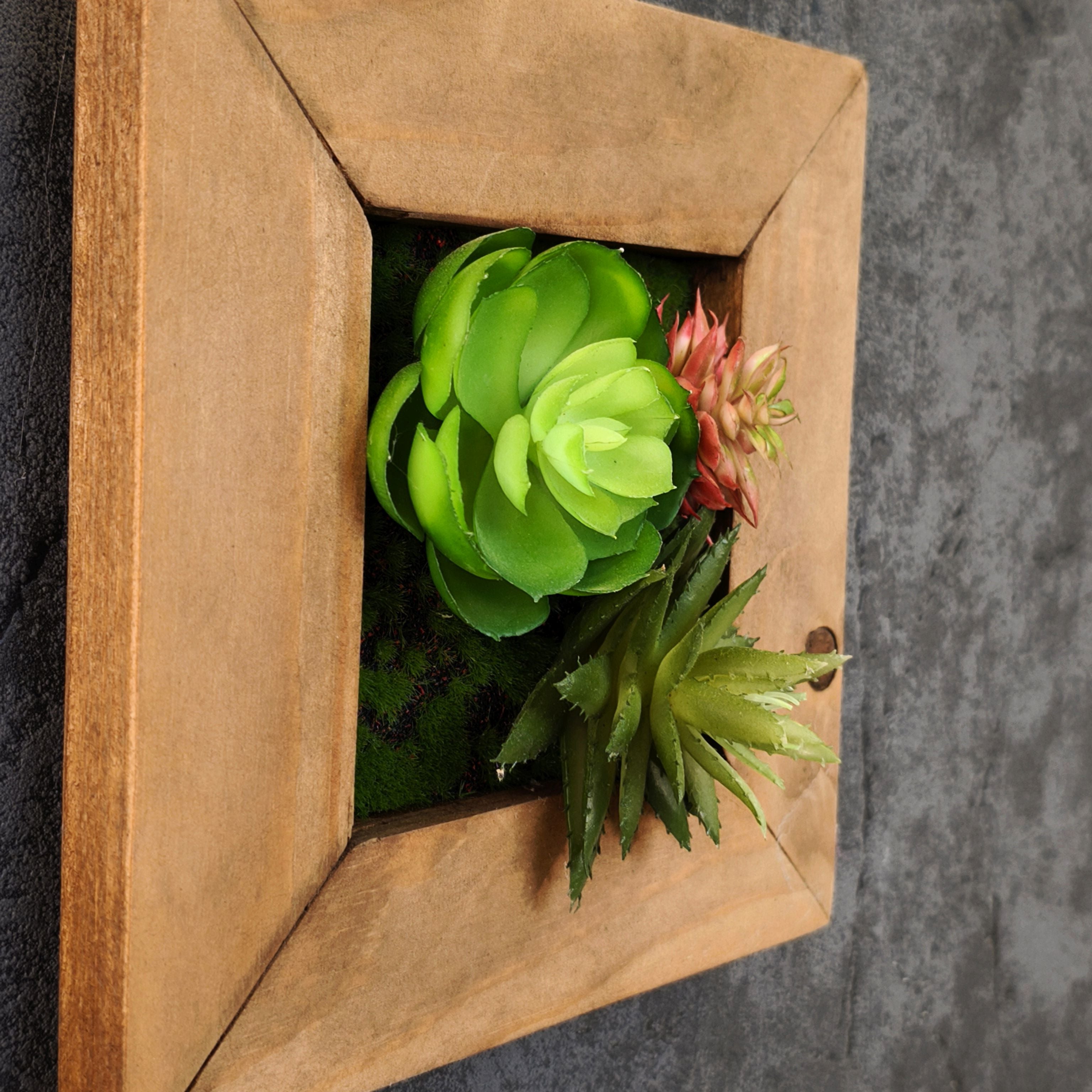 Kleines Pflanzenbild im Holzrahmen mit Sukkulenten im braunen Holzrahmen