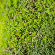 Detailaufnahme von dichtem, leuchtend grünem Moos fotografiert im Schrägwinkel für mehr Struktur und Tiefenwirkung