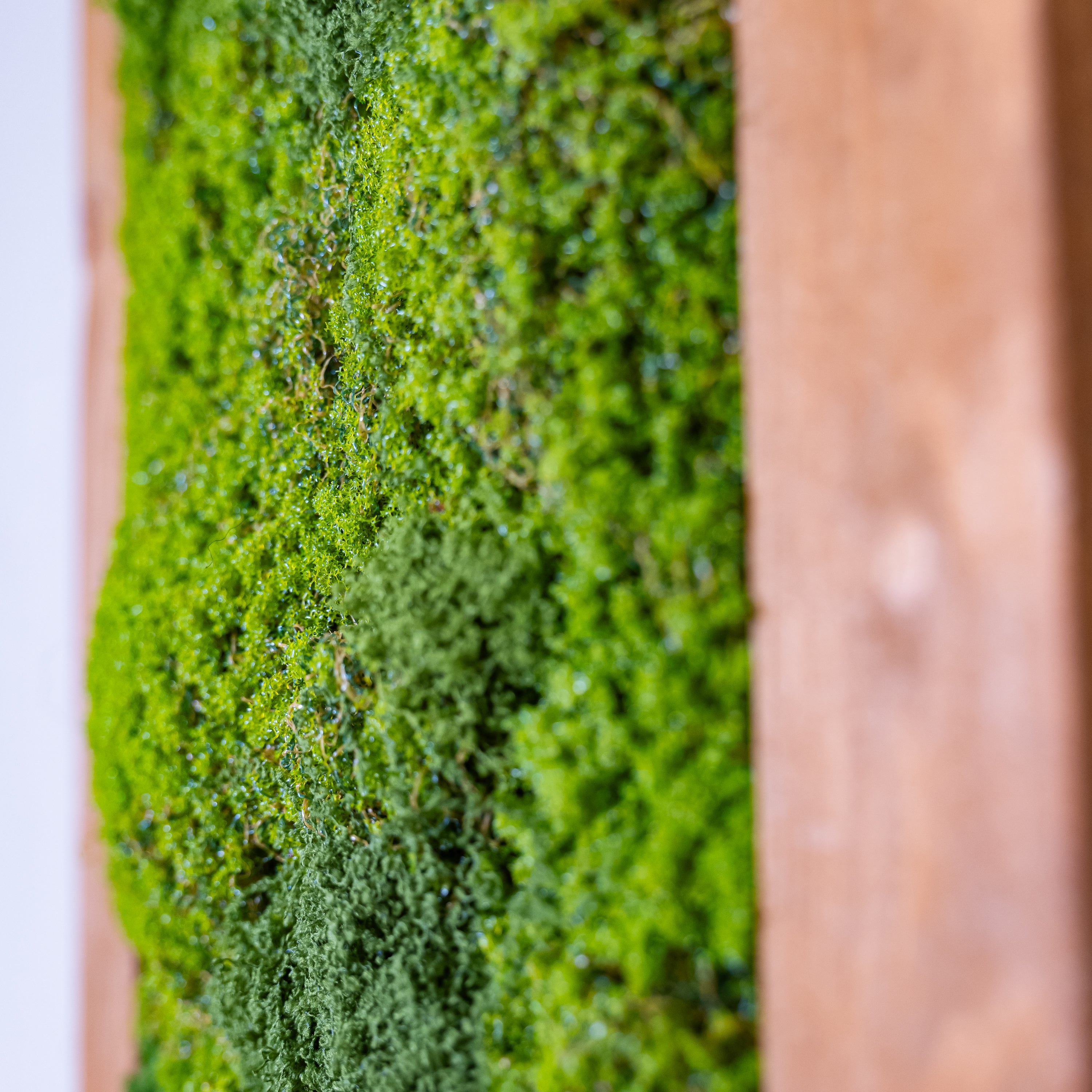 Plant Frame „Lauenwald“ - Handgefertigtes Moosbild im Echtholzrahmen