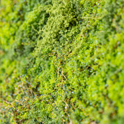 Nahaufnahme künstliches Moos