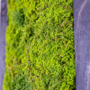 Makroaufnahme eines Moosbildes mit dichtem, leuchtend grünem Moos und dunkelgrauem Holzrahmen