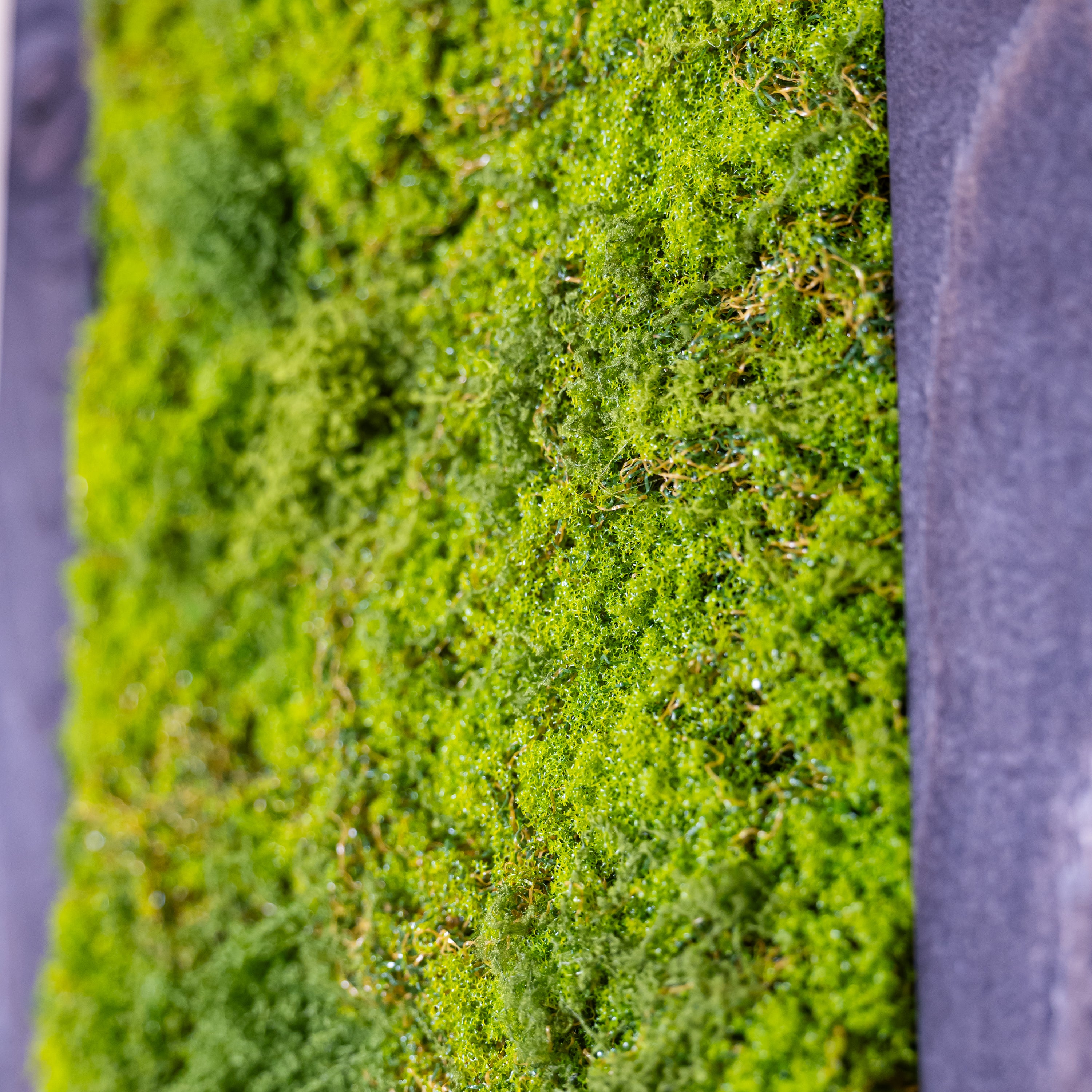 Makroaufnahme eines Moosbildes mit dichtem, leuchtend grünem Moos und dunkelgrauem Holzrahmen