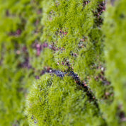 Nahaufnahme künstl. Moos