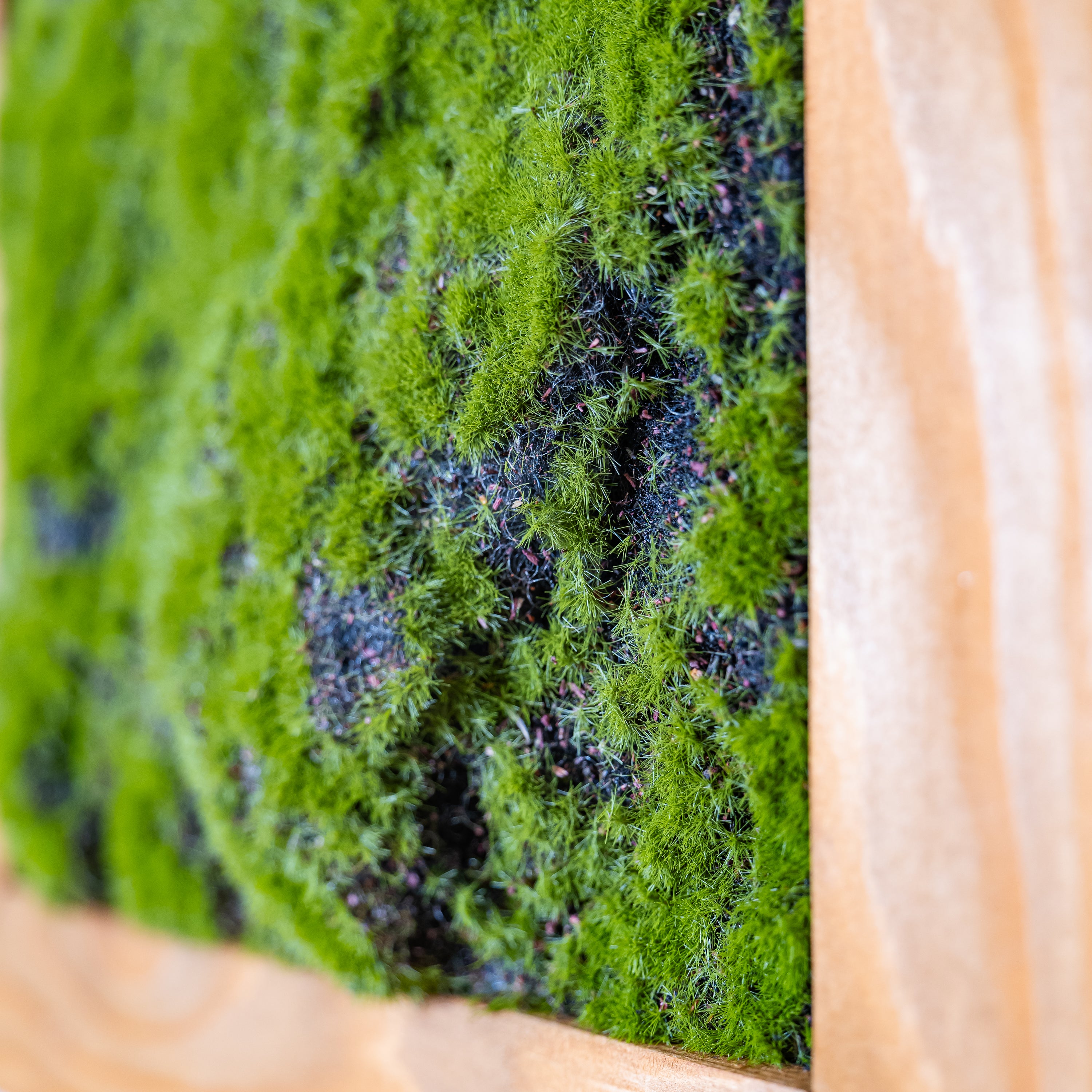 Nahaufnahme künsliches Moosbild in braunen Holzrahmen