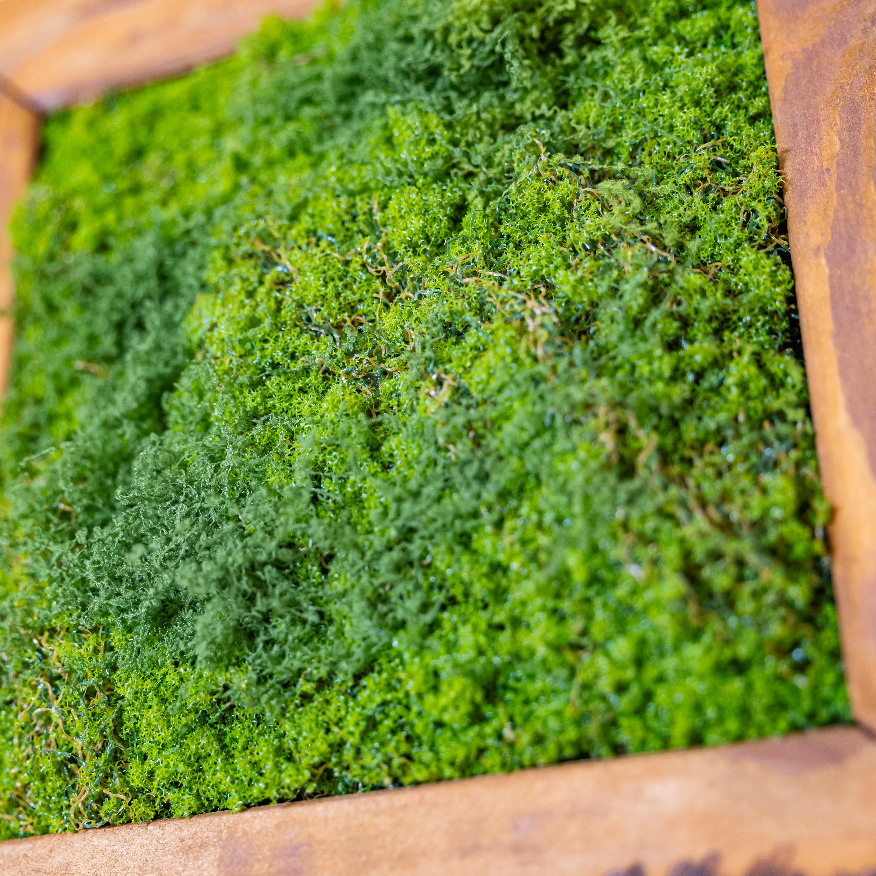 Nahaufnahme von dichtem, grünem Moos in einem warmen Echtholzrahmen, fotografiert leicht schräg für mehr Struktur und Tiefe