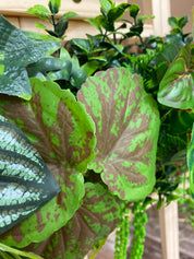 Plant Frame „Puerto Rico“ - Künstliches Pflanzenbild im Tropical-Design aus Realtouch-Kunstpflanzen