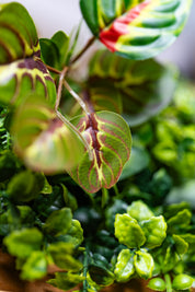 Plant Frame „Puerto Rico“ - Künstliches Pflanzenbild im Tropical-Design aus Realtouch-Kunstpflanzen