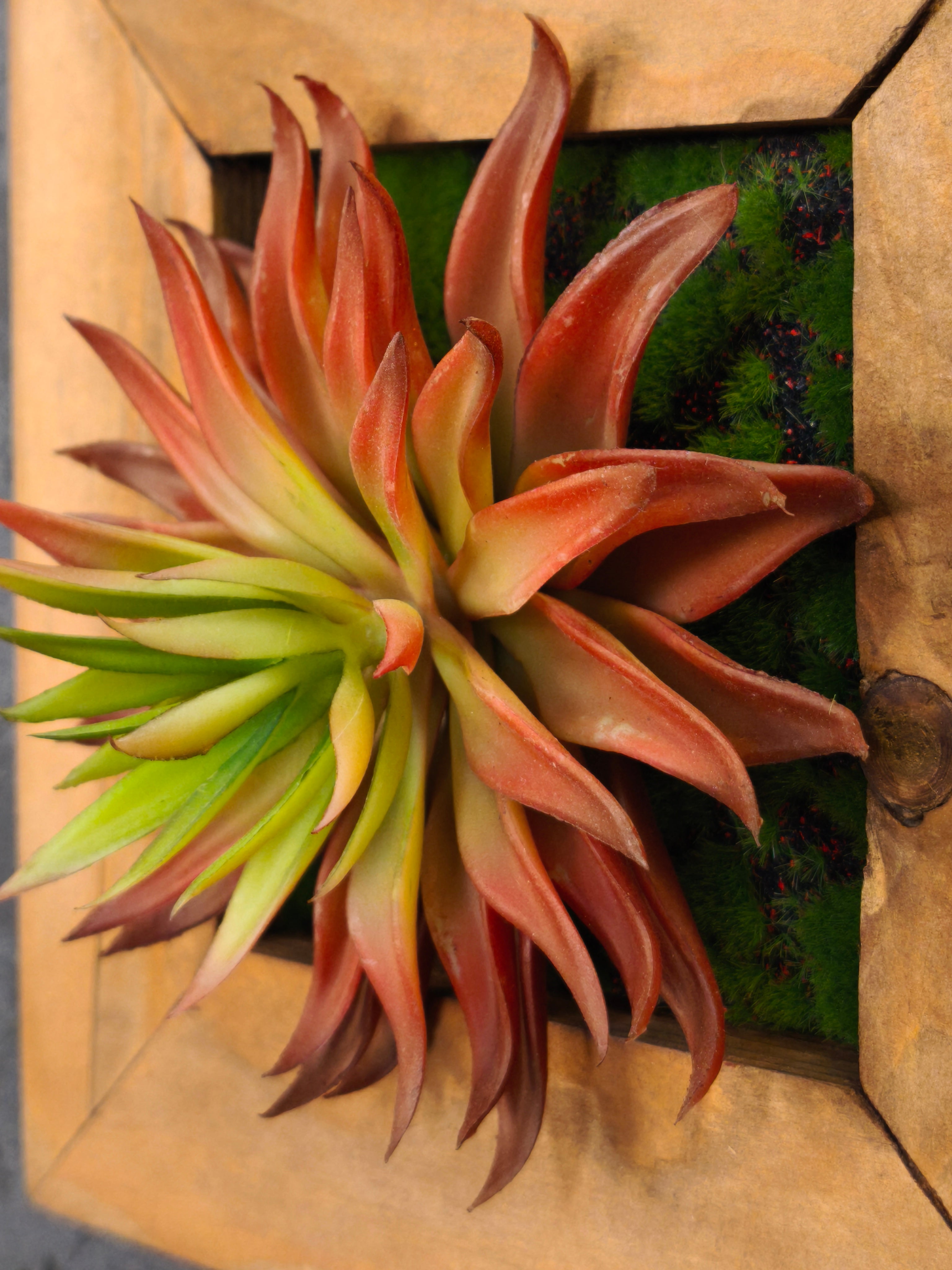 Künstliches Sukkulentenbild mit roter Agave im Holzrahmen