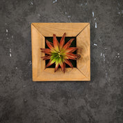 Künstliches Sukkulentenbild mit roter Agave im Holzrahmen