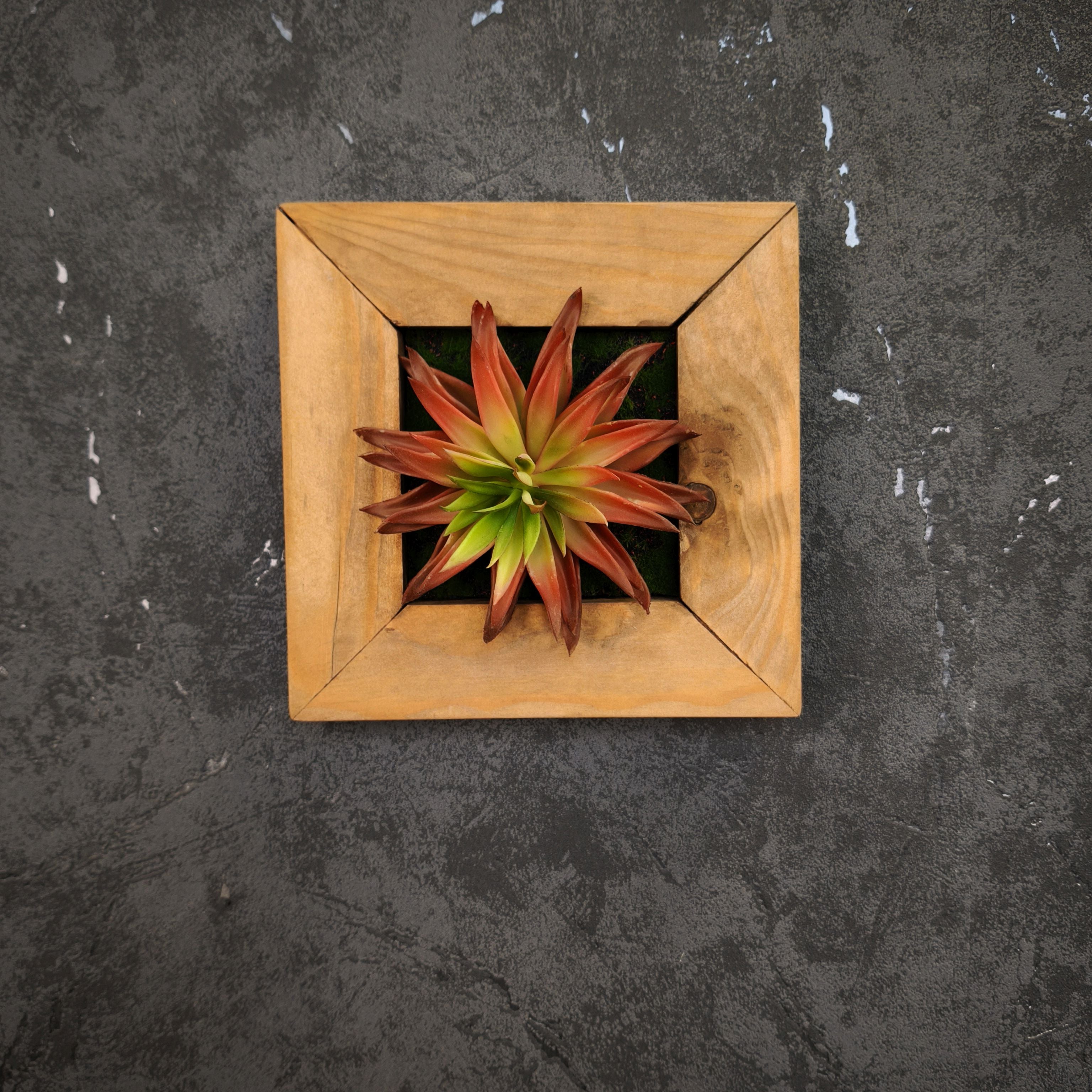 Künstliches Sukkulentenbild mit roter Agave im Holzrahmen