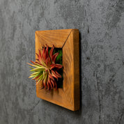 Künstliches Sukkulentenbild mit roter Agave im Holzrahmen