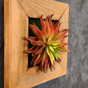 Künstliches Sukkulentenbild mit roter Agave im Holzrahmen braun