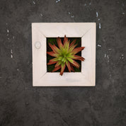 Künstliches Sukkulentenbild mit roter Agave im Holzrahmen weiß