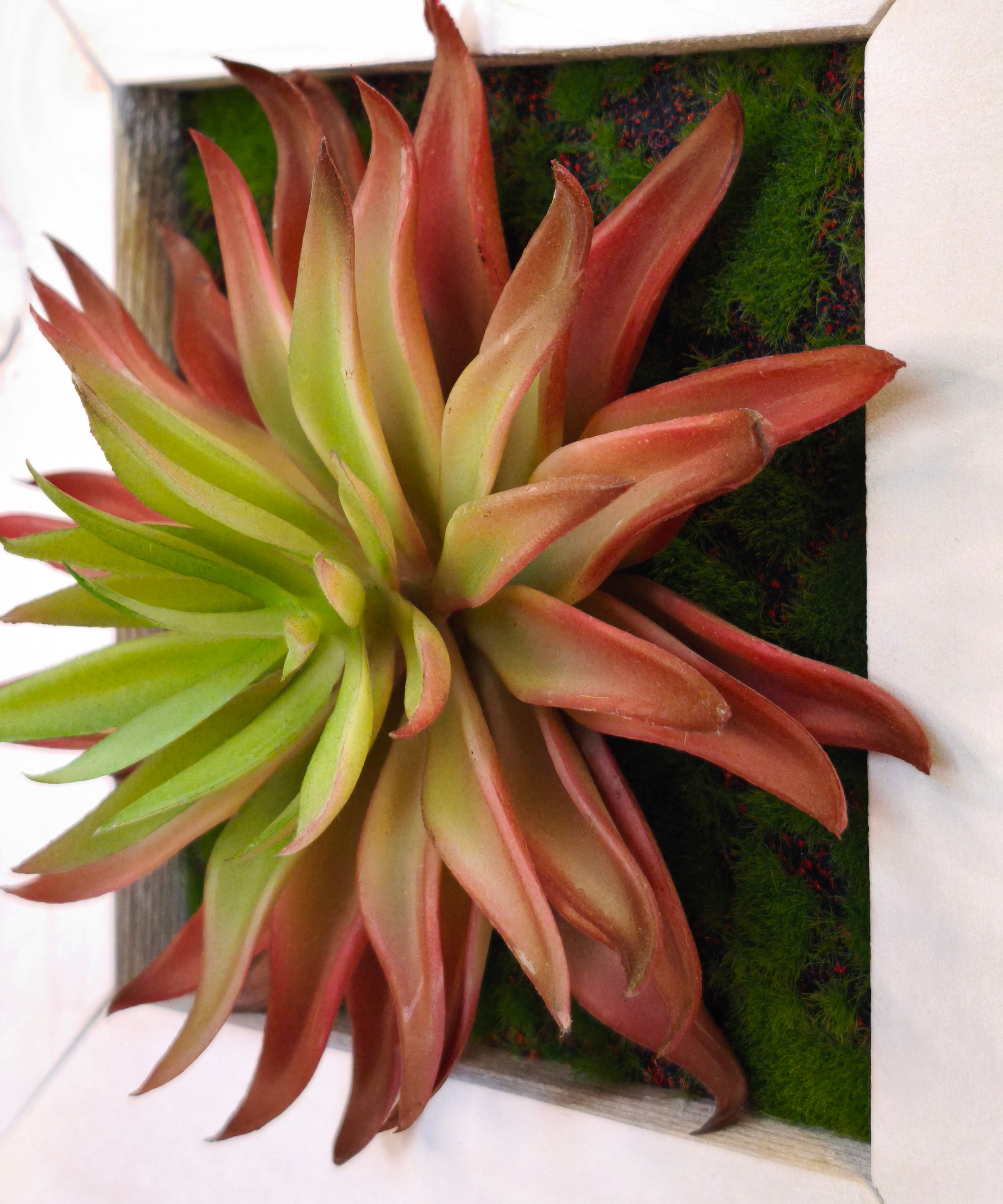 Künstliches Sukkulentenbild mit roter Agave im Holzrahmen weiß