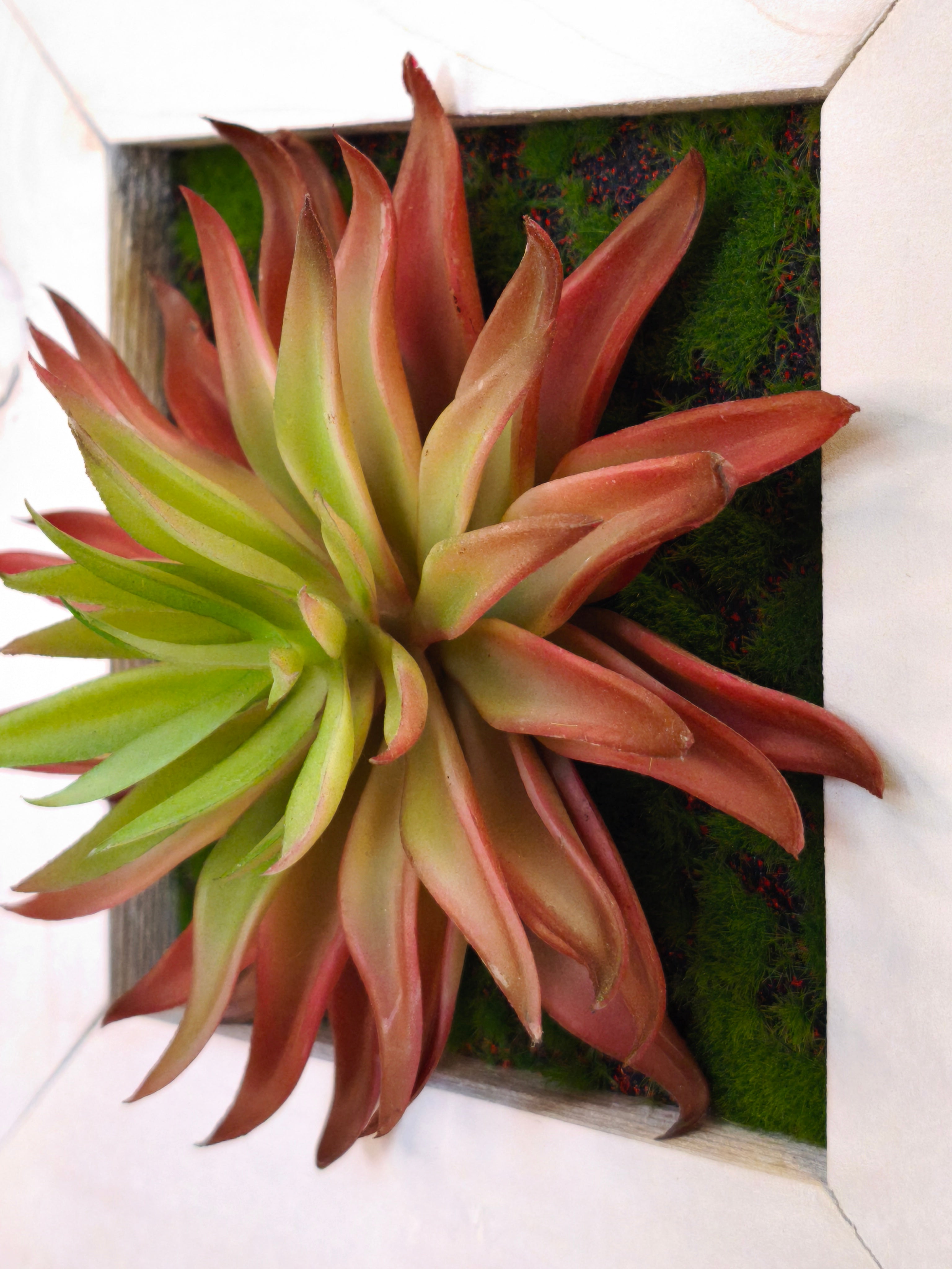 Künstliches Sukkulentenbild mit roter Agave im Holzrahmen weiß