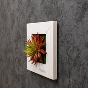 Künstliches Sukkulentenbild mit roter Agave im Holzrahmen weiß